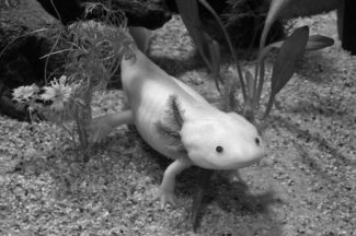 Axolotl Salamander