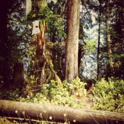 forest scenery with dandelions