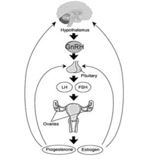 Figure I. The female reproductive hormone cycle.8