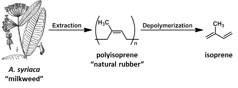 Milkweed Diagram